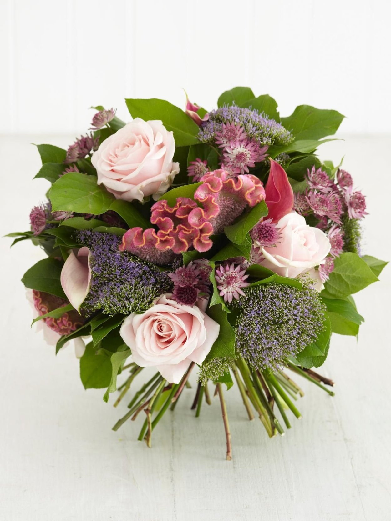 Трахелиум флористика