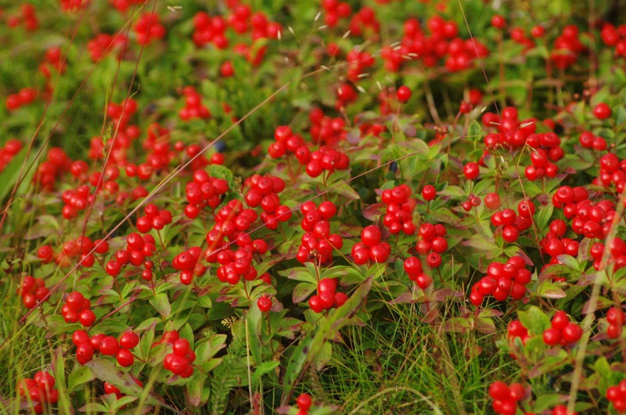 Охта ягода Якутии