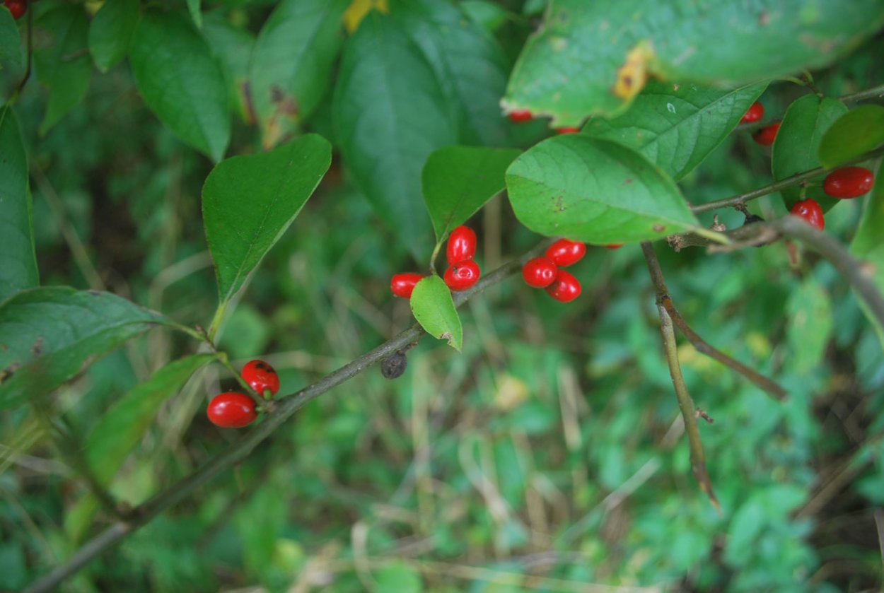 Лесное дерево с красными ягодами