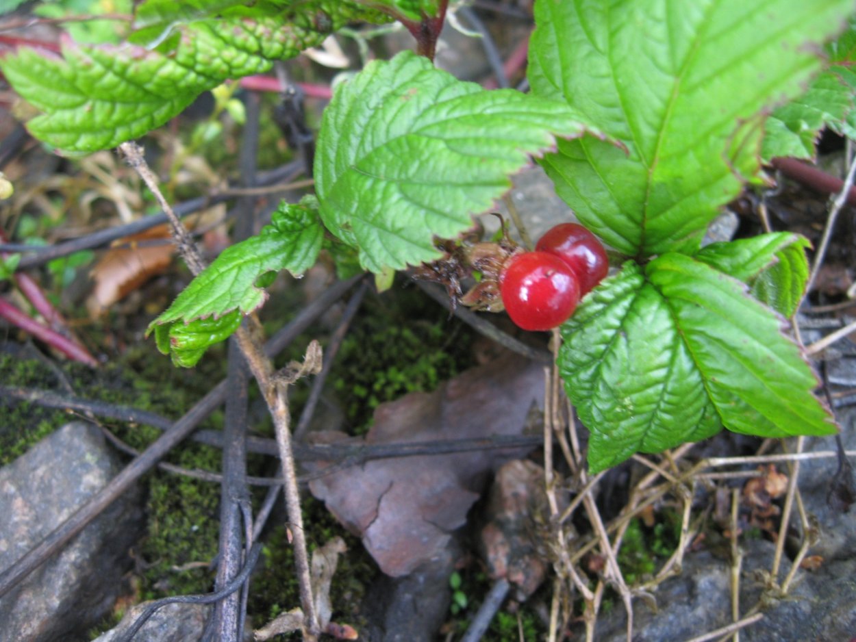 Костяника Лесная