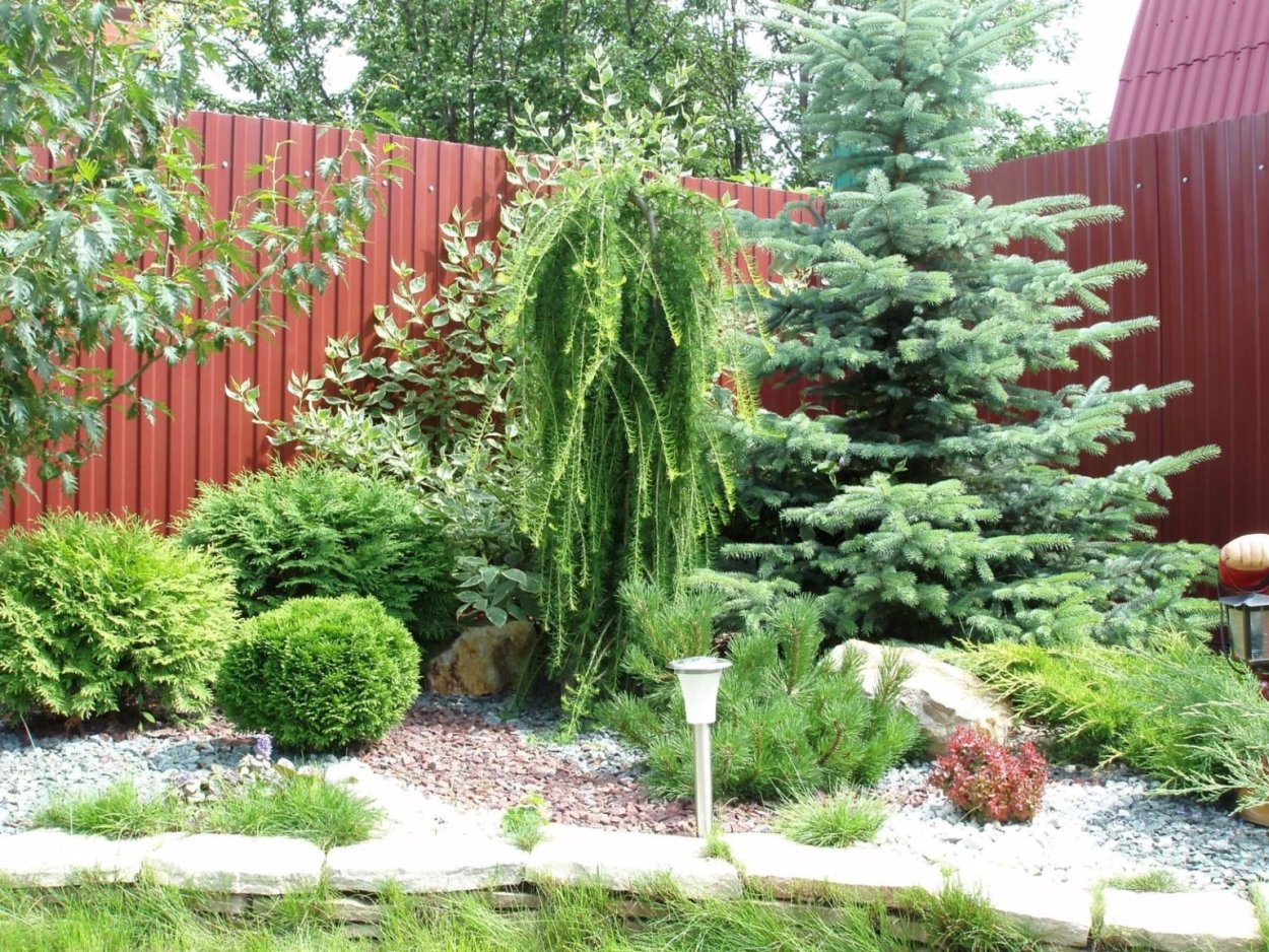 Миксбордер с лиственницей плакучей
