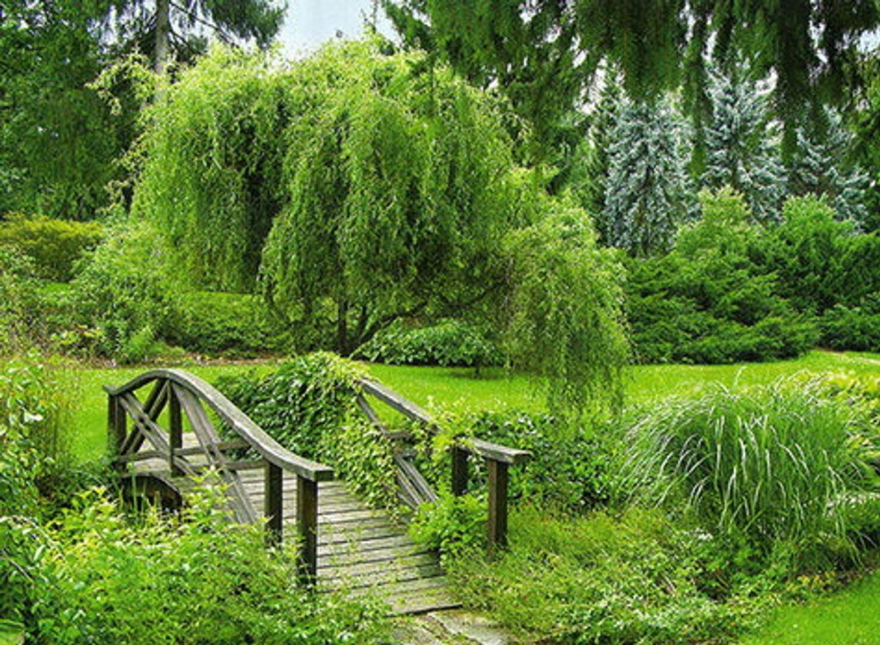 Ива плакучая в ландшафтном