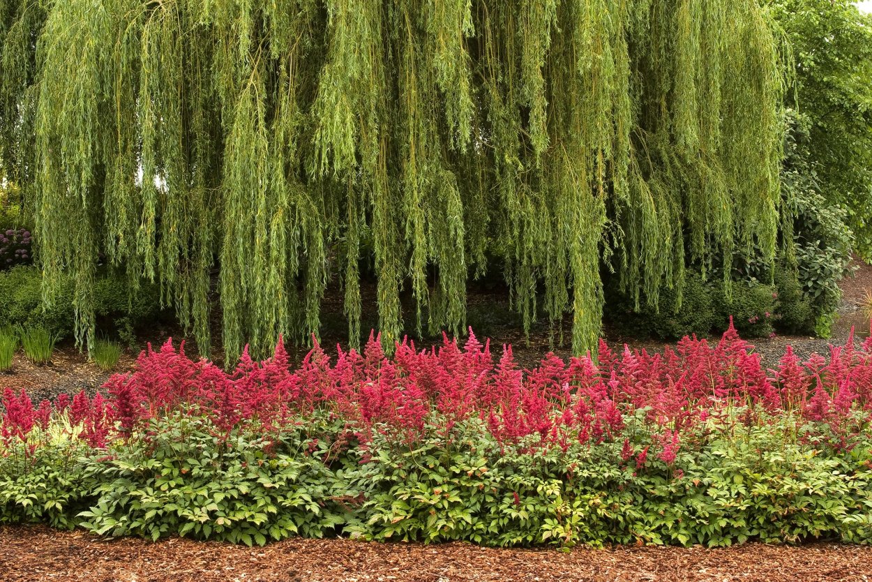 Композиция плакучая береза астильба