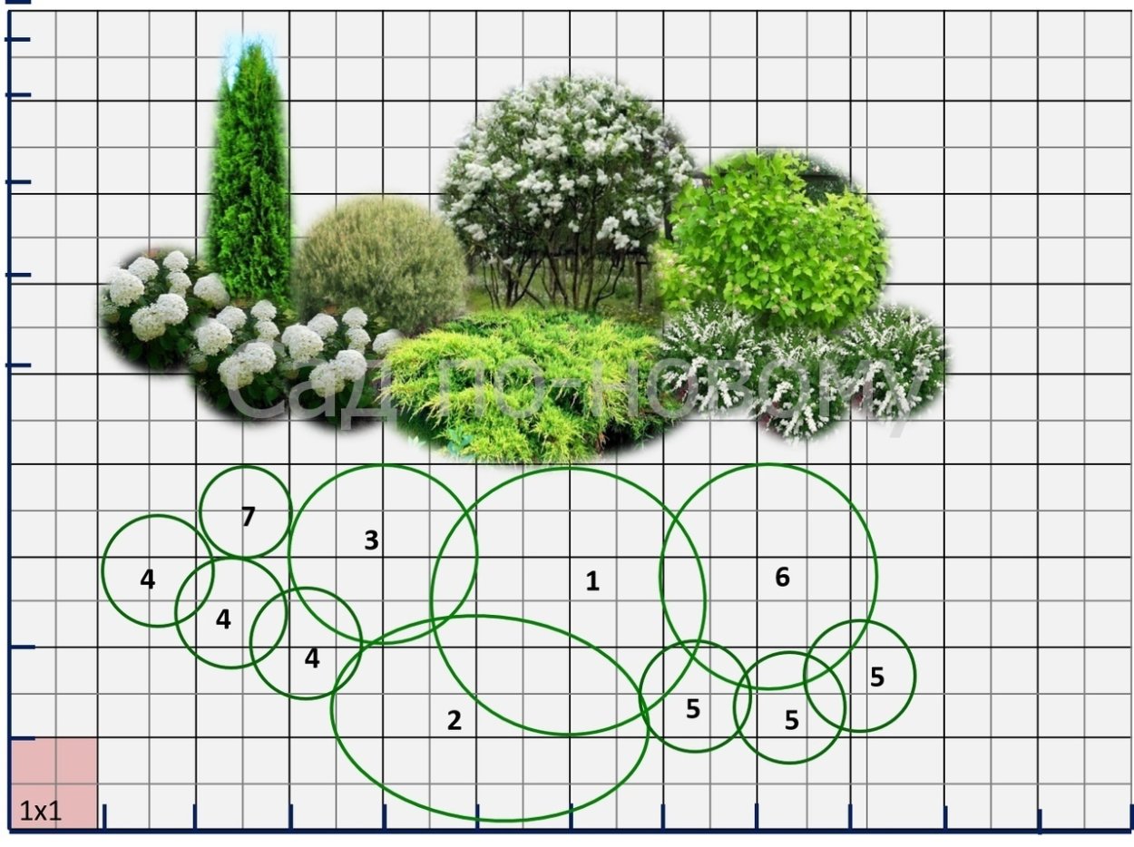 Композиции из кустарников схемы