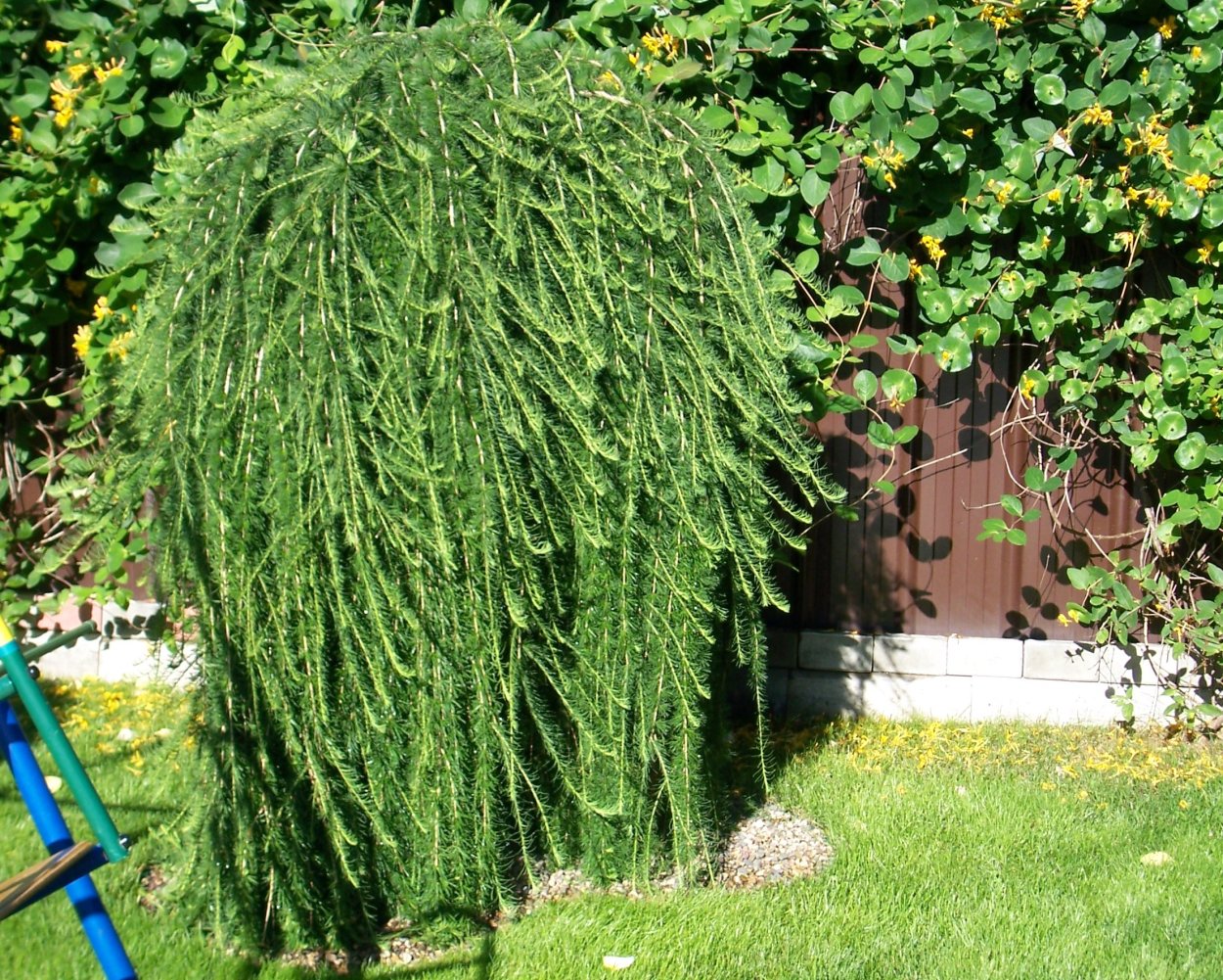 Лиственница европейская pendula