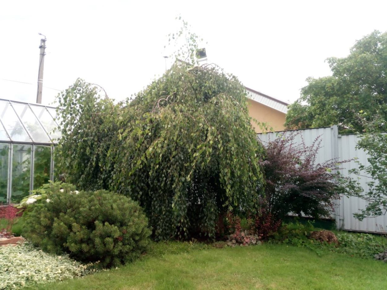 Ива Солитер Пендула