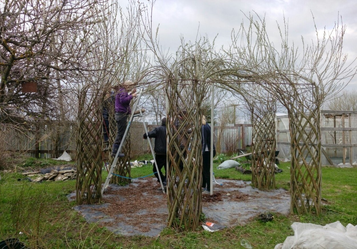 Пергола у плакучей ивы