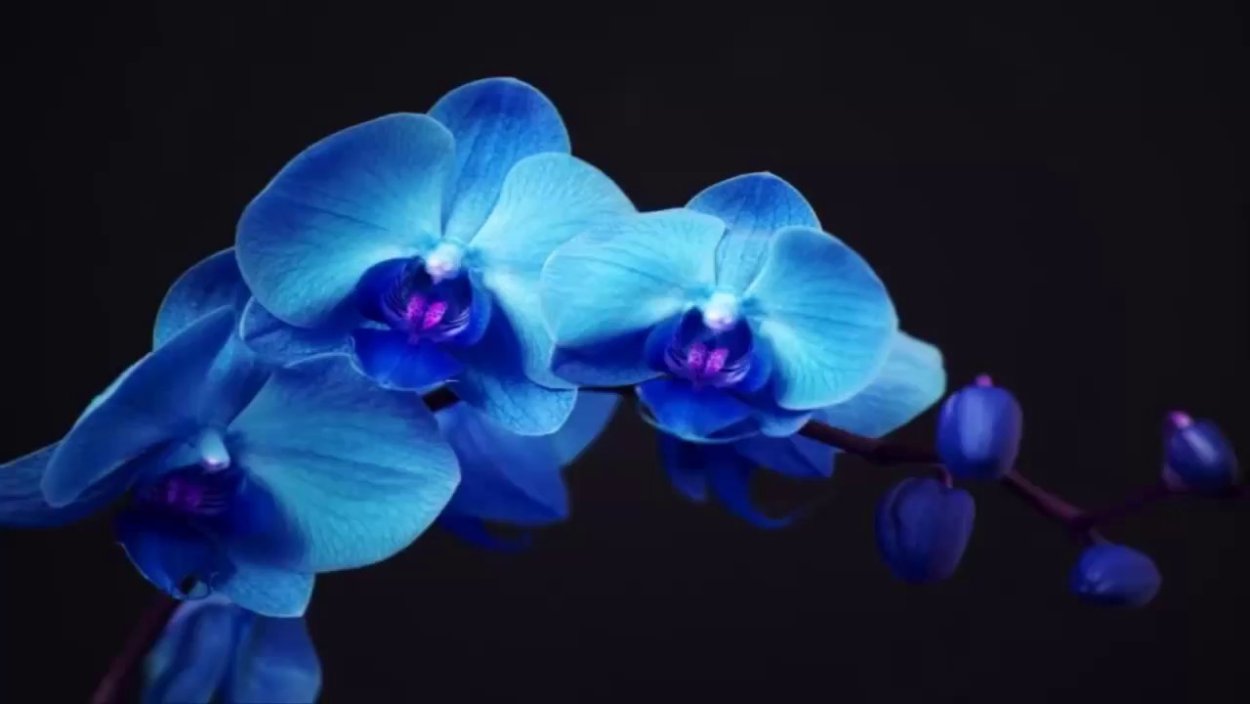 Маленькая синяя орхидея