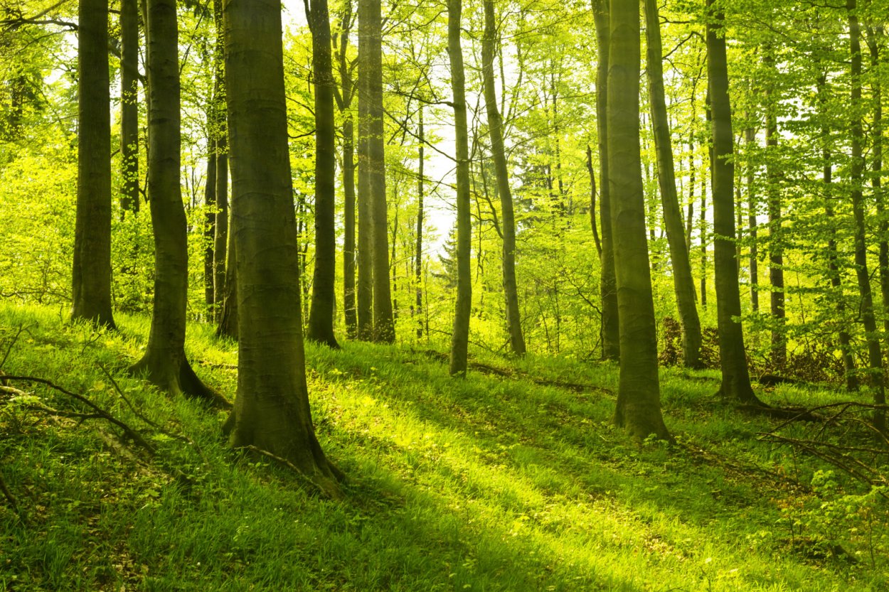 Лето в широколиственном лесу