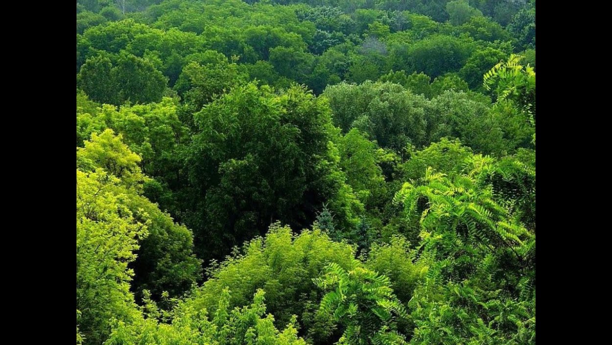 Широколиственный лес России