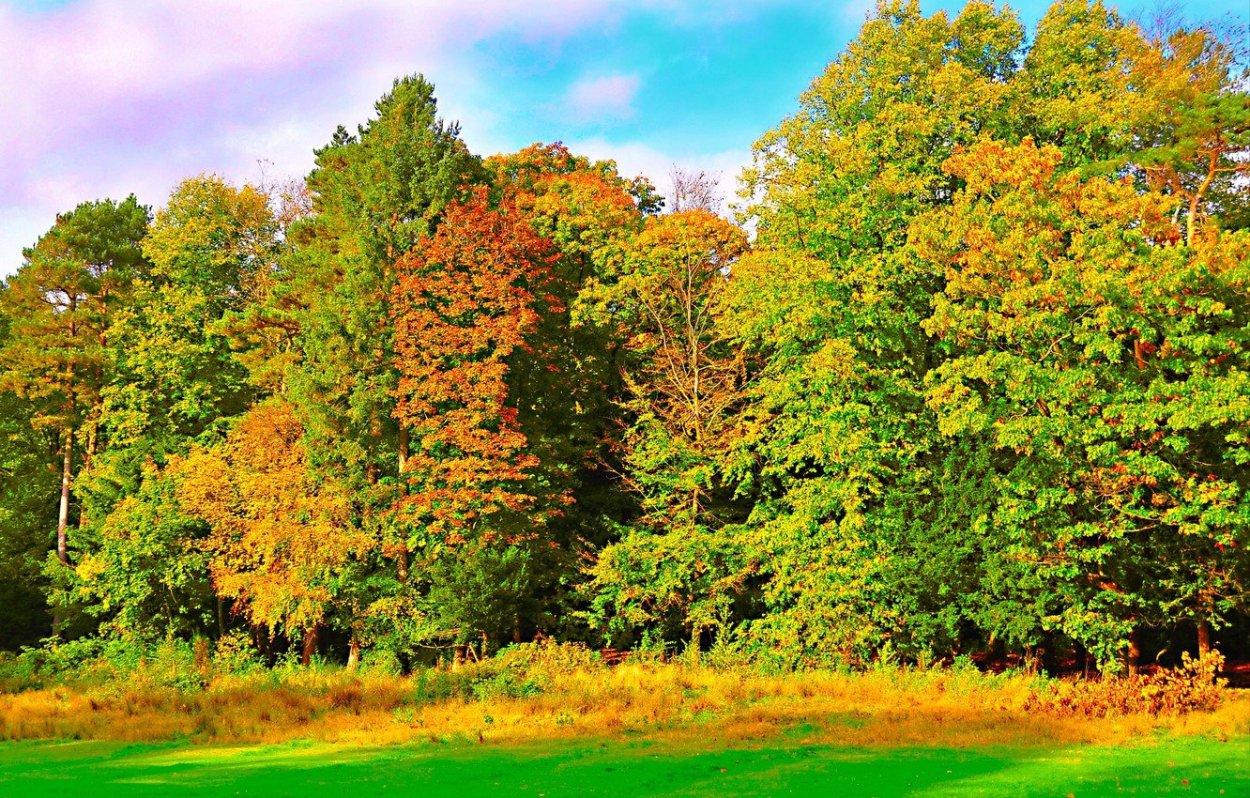 Широколиственный лес России