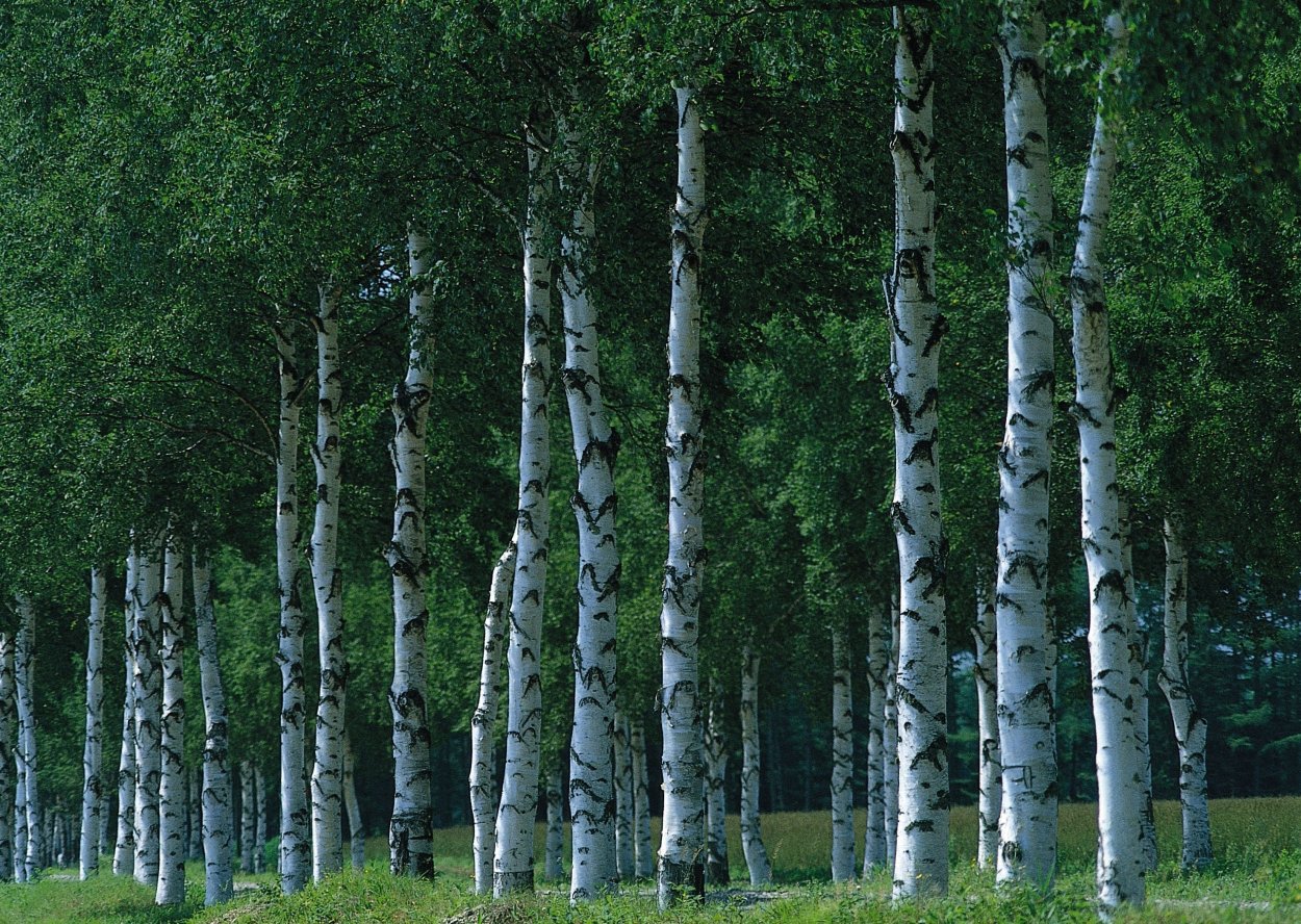 Березово-лиственничный лес