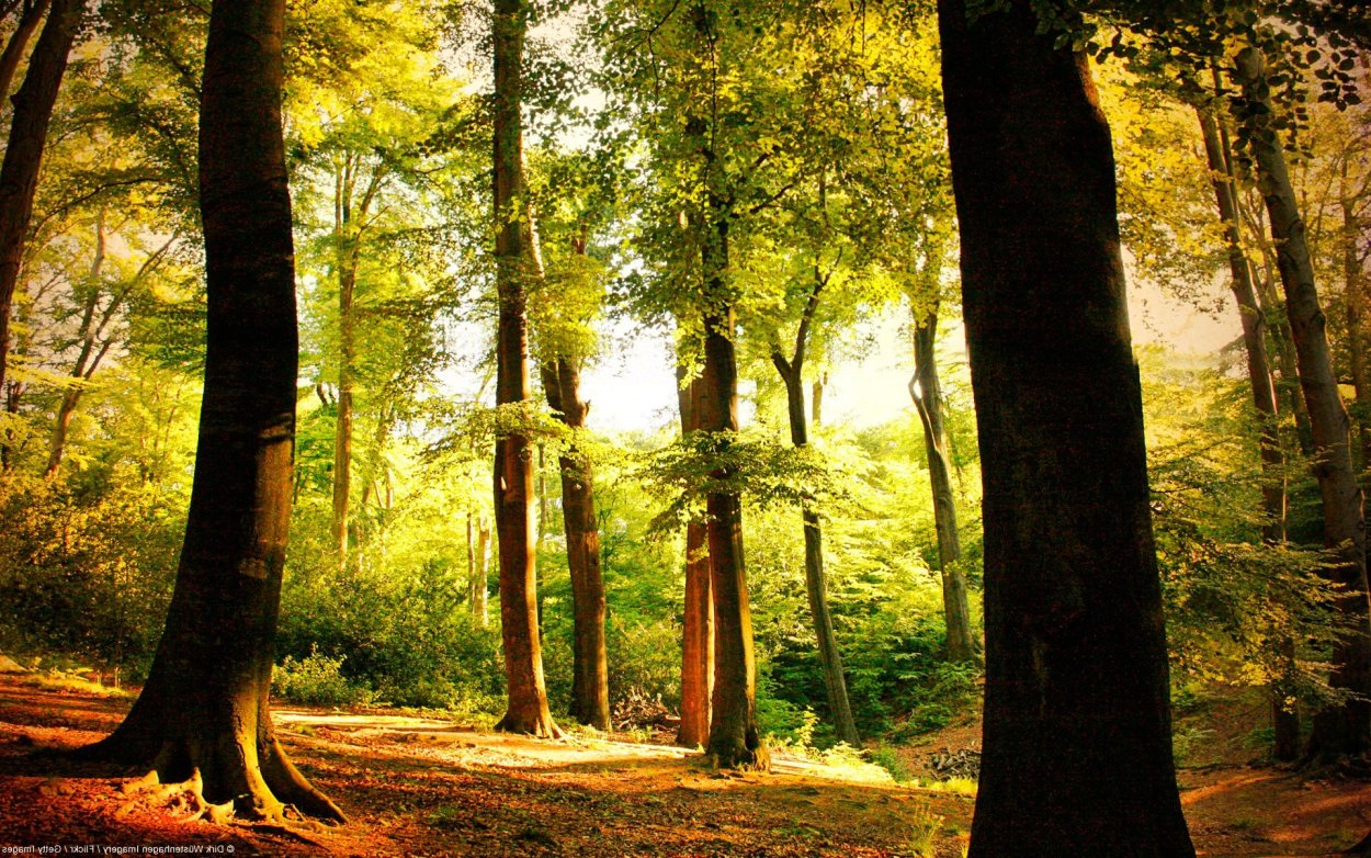 Красивый светлый лес