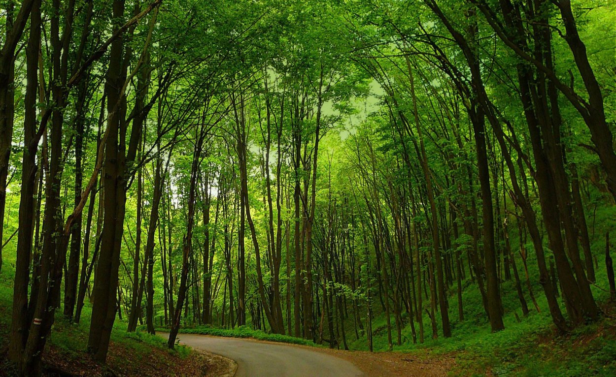 Широколиственные леса Великобритании
