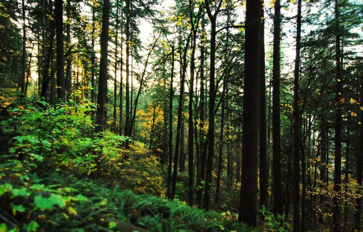 Хвойно-широколиственный лес