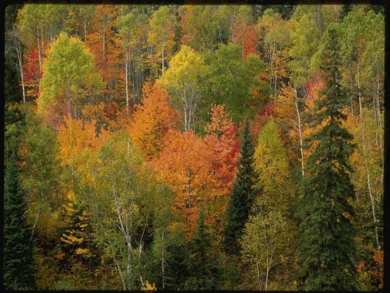 Смешанный лес картинки для детей