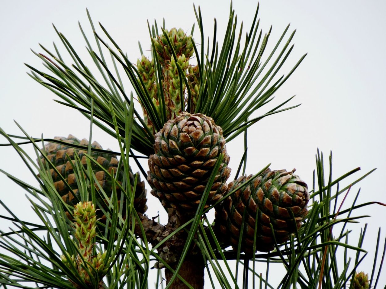 Pinus koraiensis