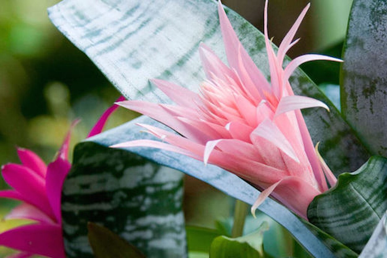 Цветы в виде туфелек