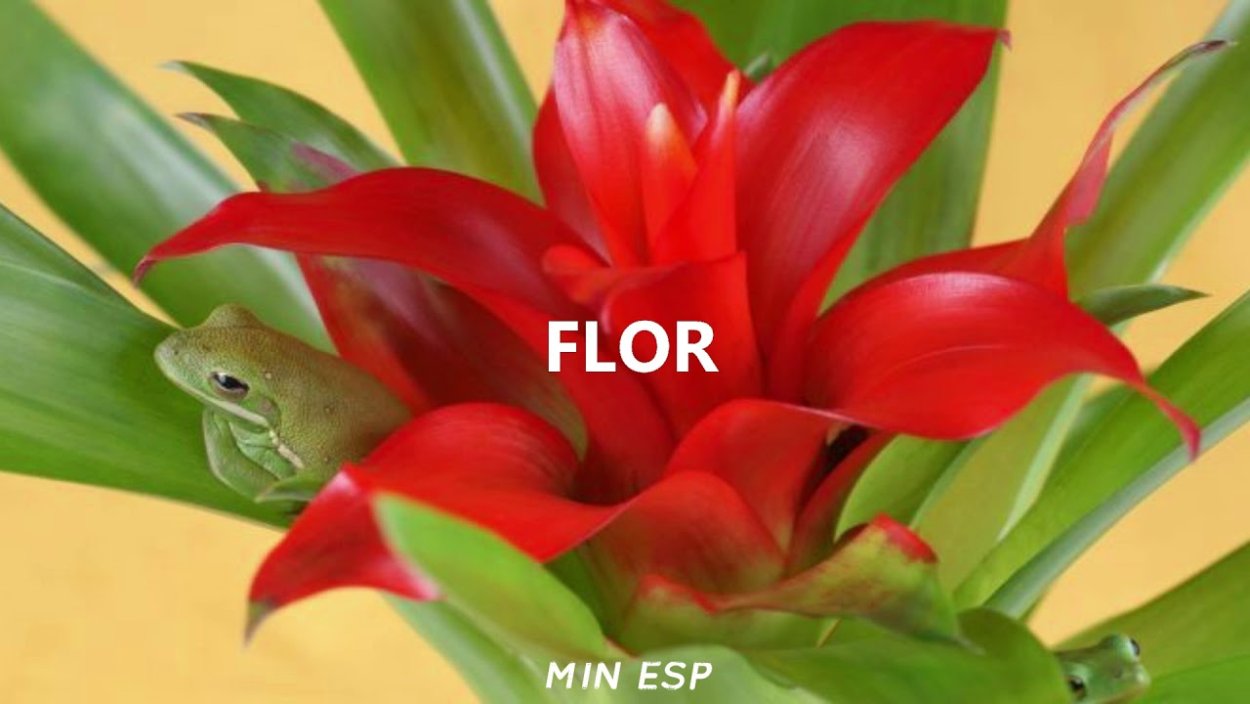 Бромелия Суккуленты