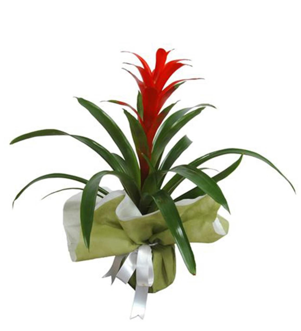 Туфли из цветов