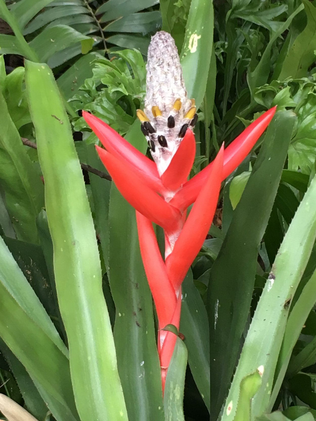 Цветы Фиджи комнатные