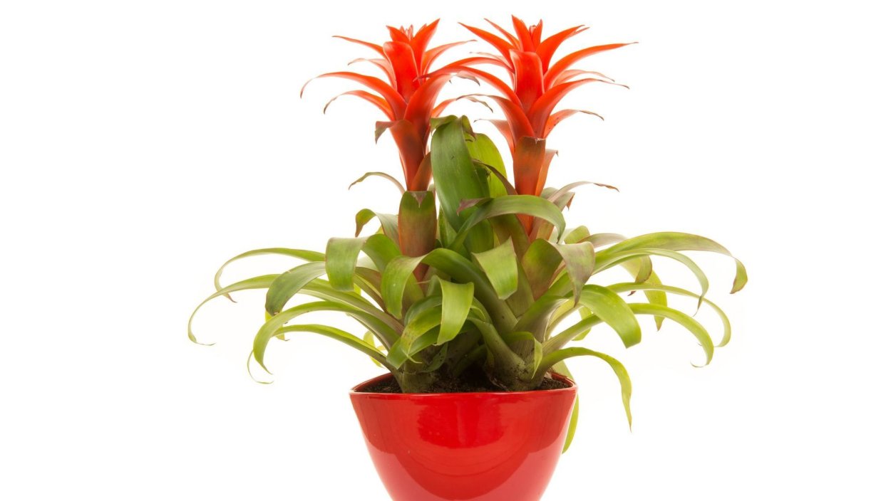 Геликония двухцветная