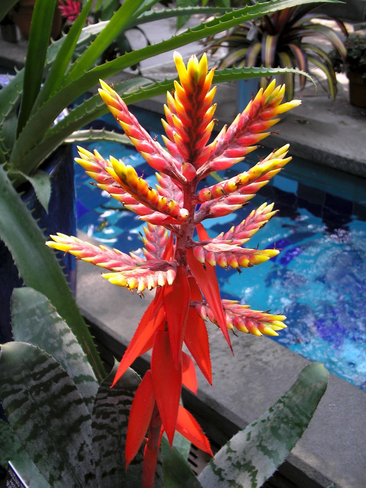 Туфелька из живых цветов