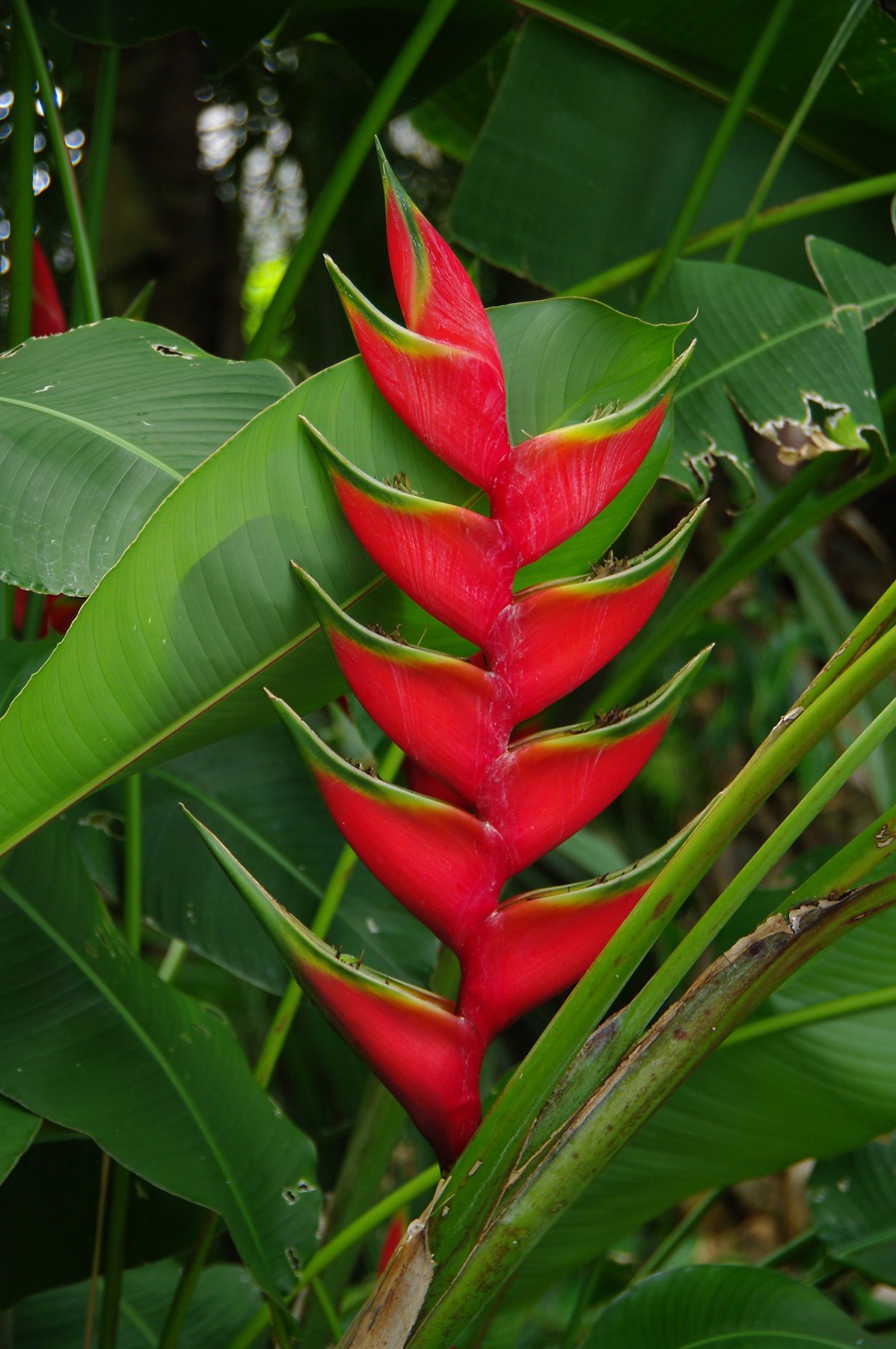 Бромелия спичечная