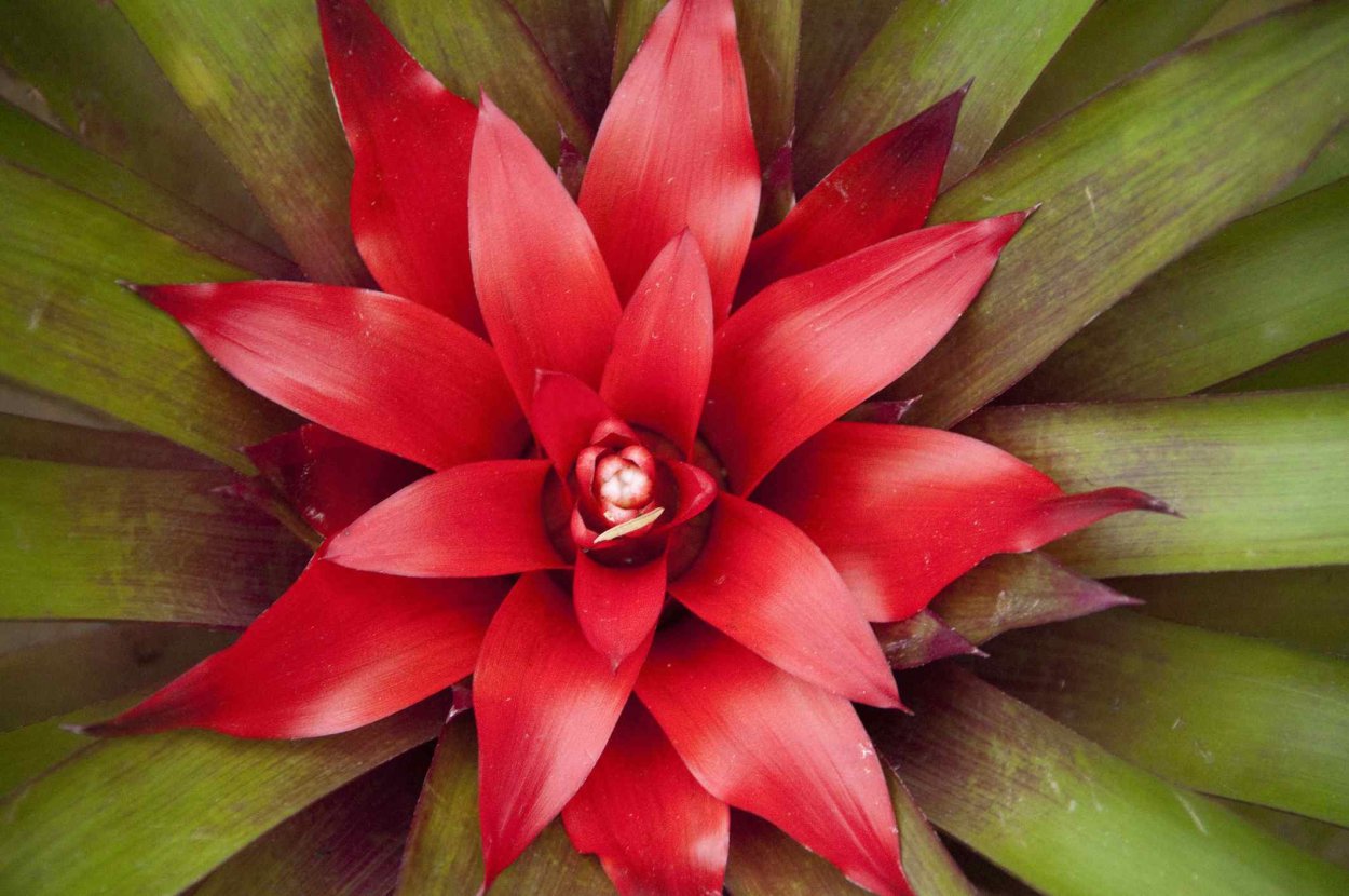 Цветы в туфле