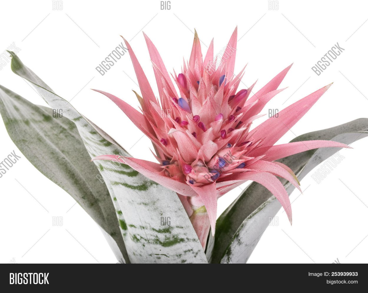 Цветок туфелька бромелия