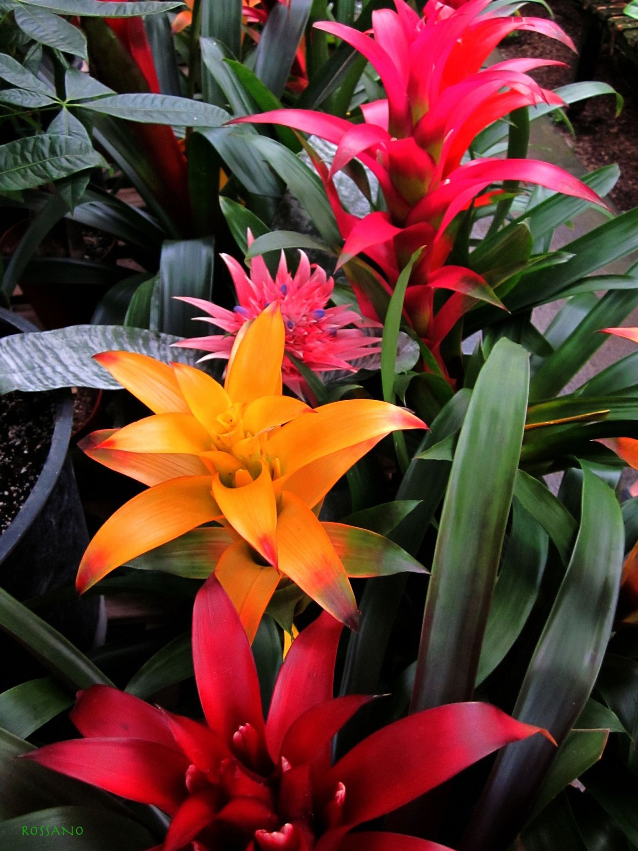 Бромелиевые (диккия)