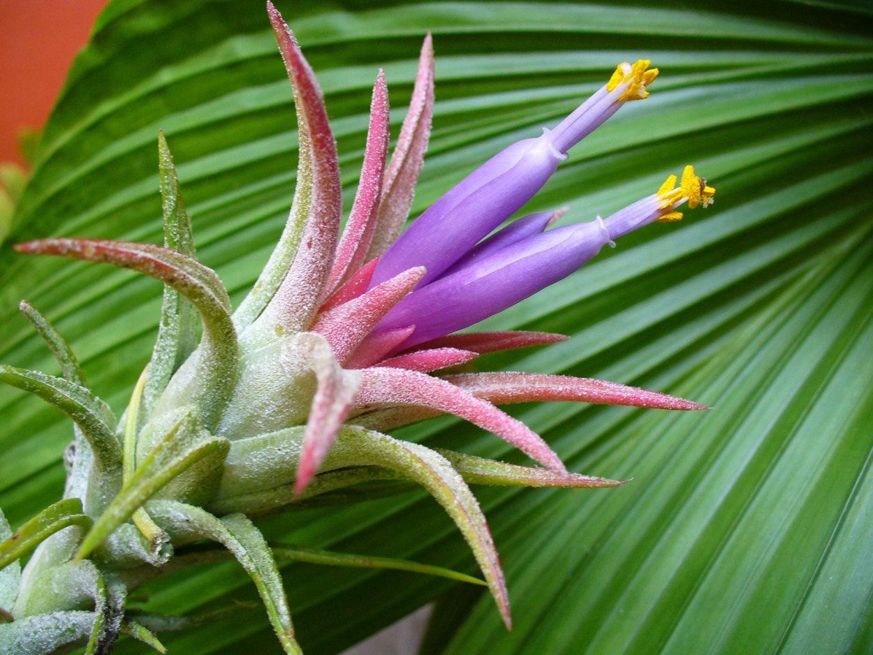 Ананас (ananas) Бромелиевые (Bromeliaceae) маленький