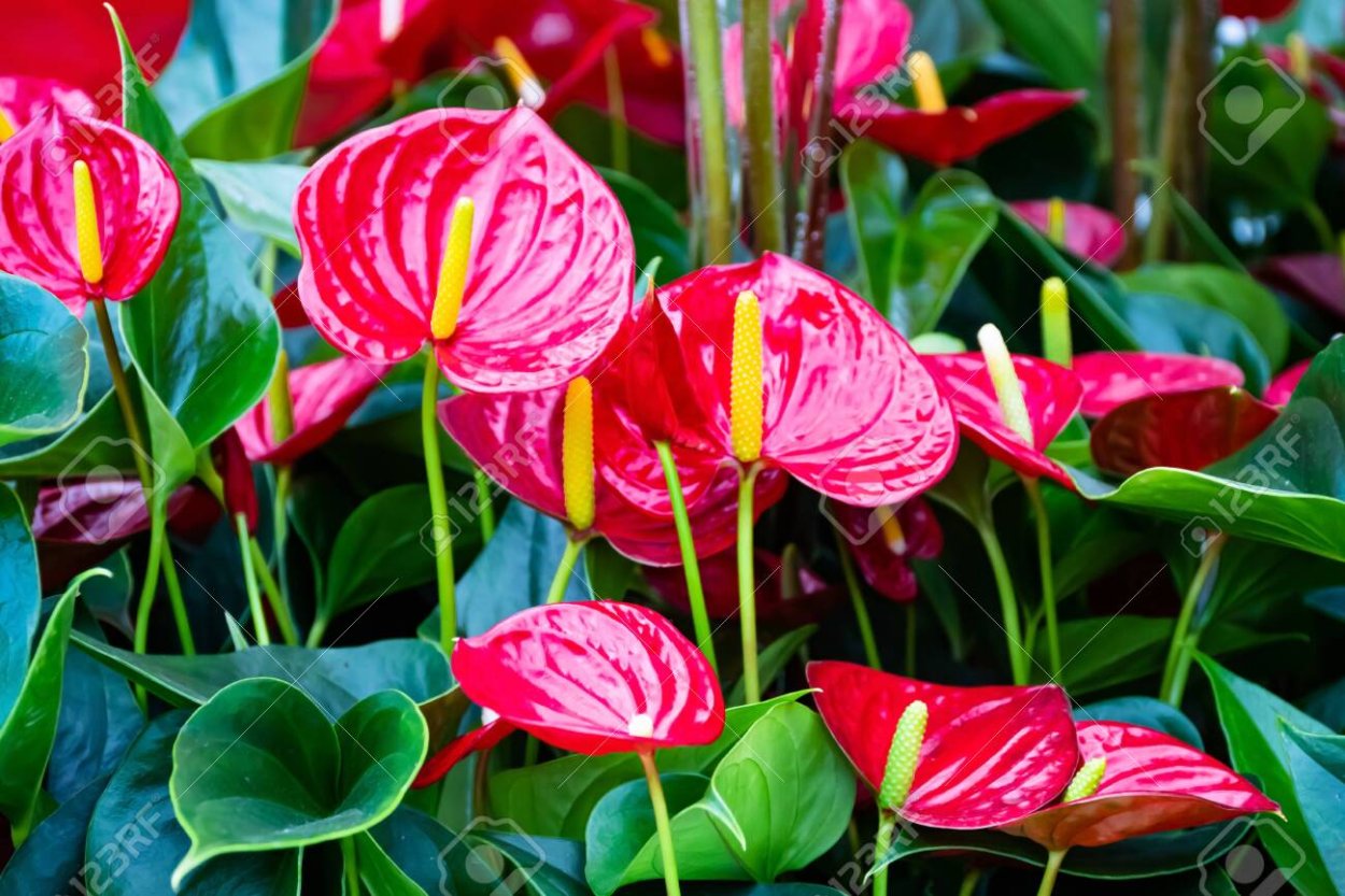 Антуриум Flamingo