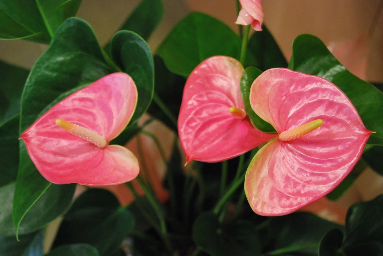 Антуриум Калифорния