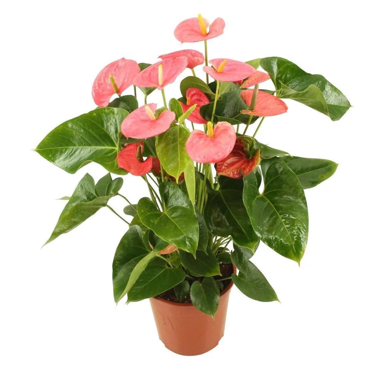 Антуриум Андре Фламинго