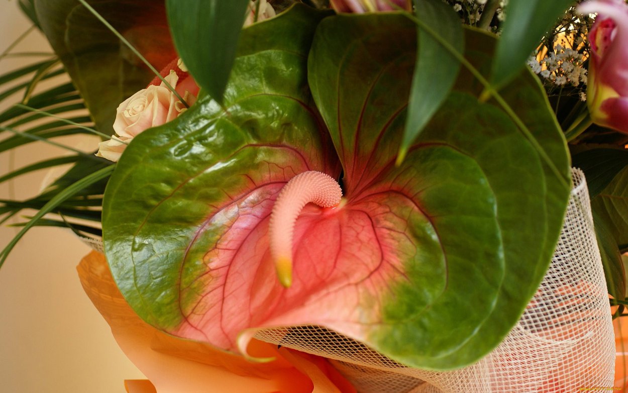 Антуриум Фиорино