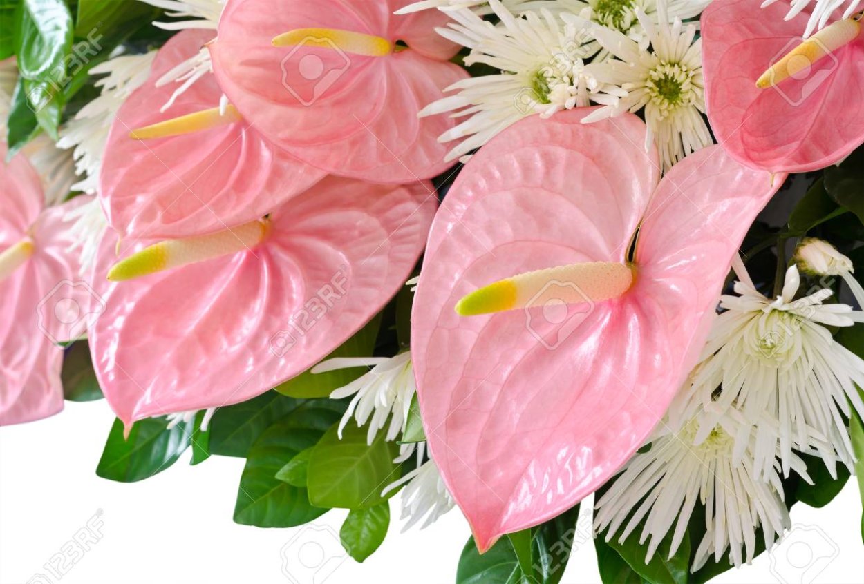 Антуриум Фламинго