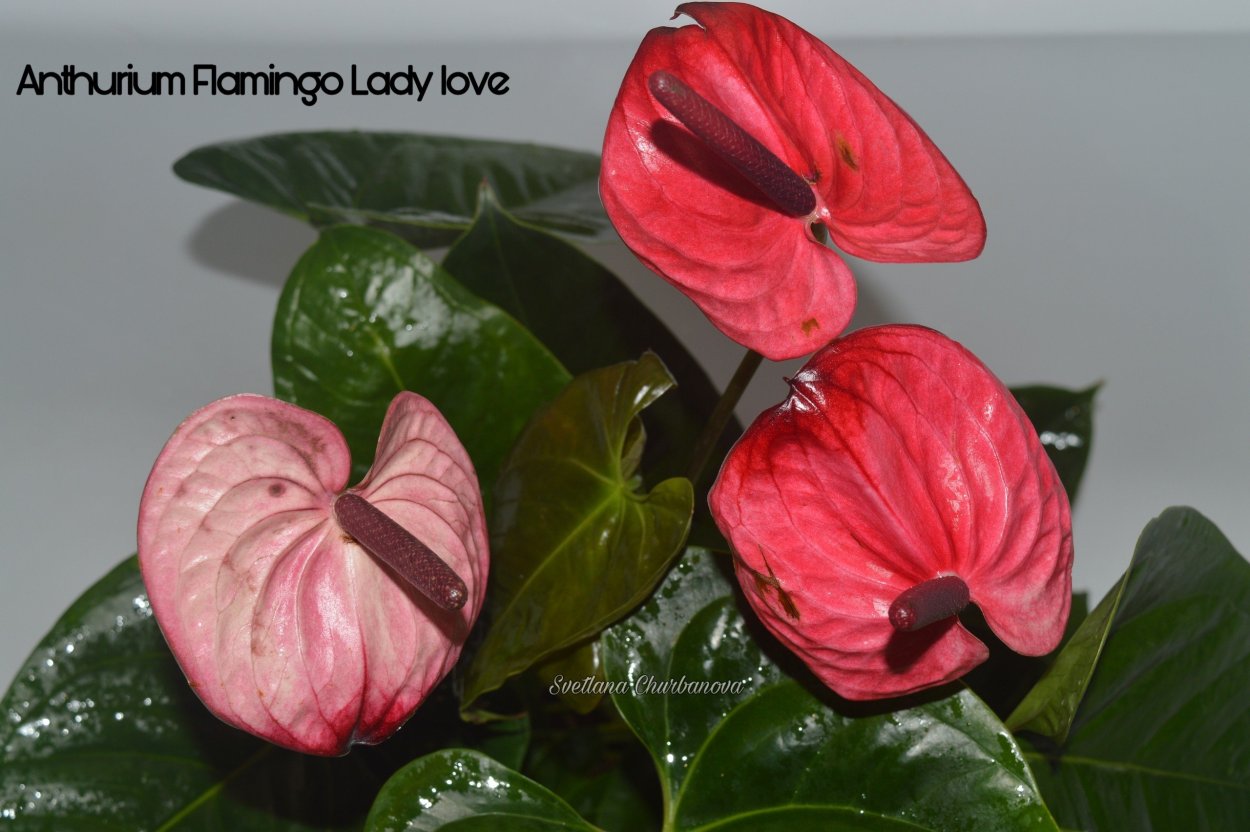 Антуриум Silver blush