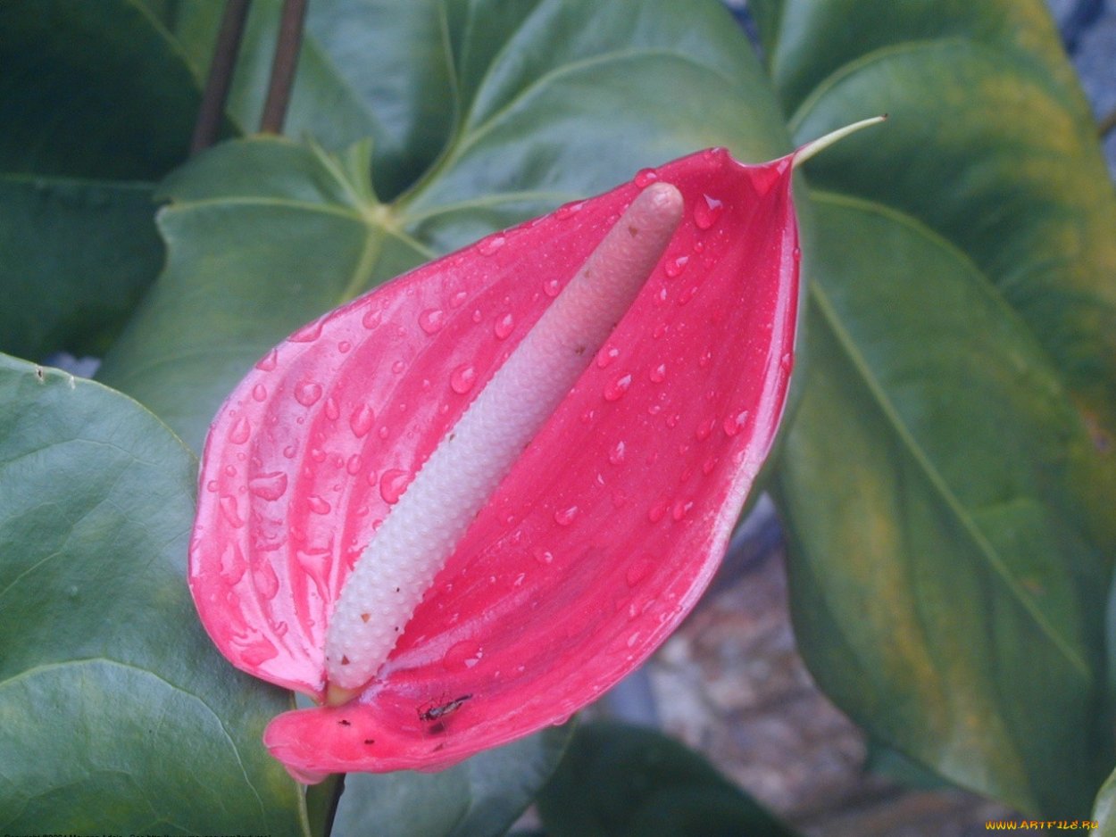 Антуриум Фламинго Пинк Anthurium Flamingo Pink