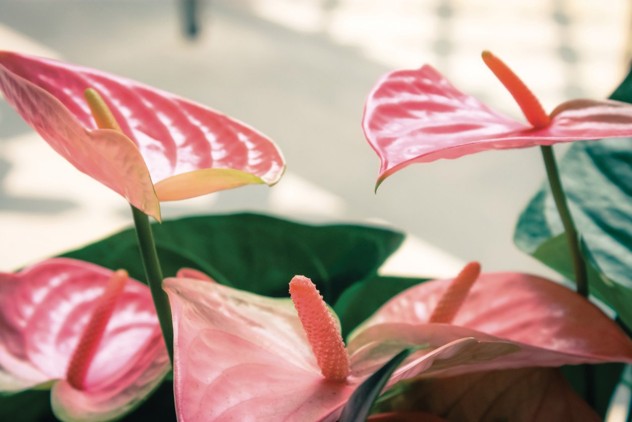 Антуриум Шерцера