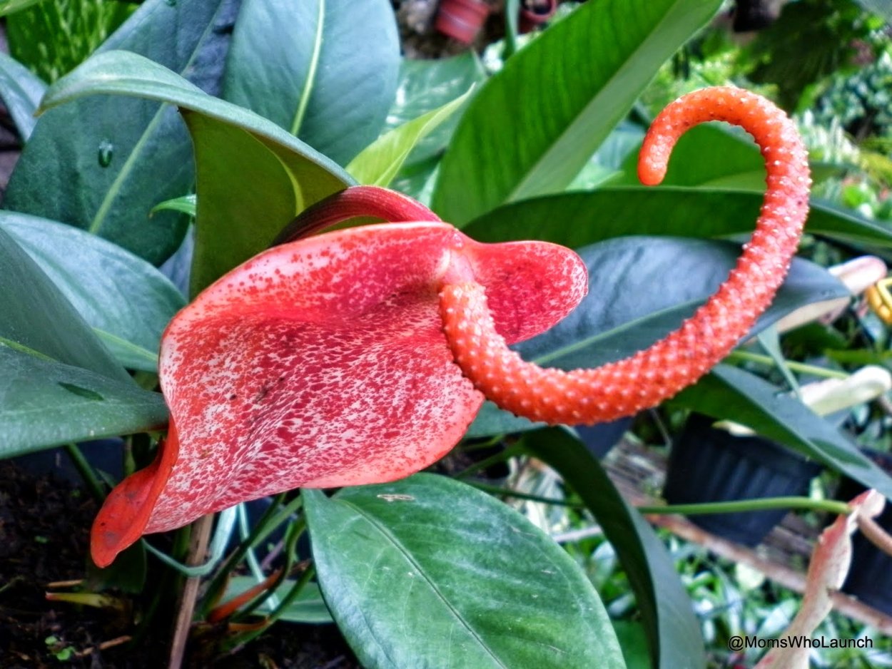 Антуриум Фламинго