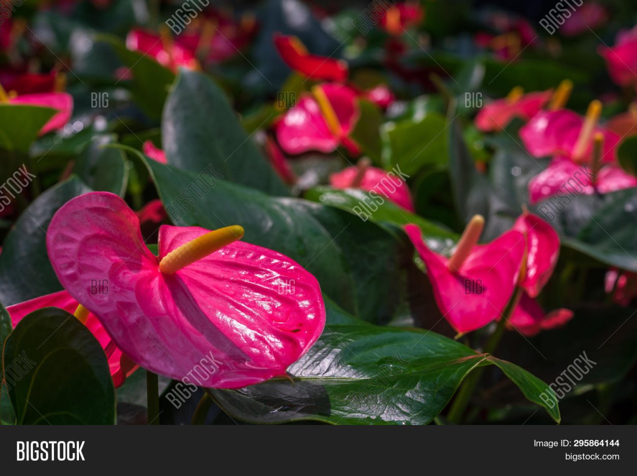 Антуриум Фламинго Лили Пинк