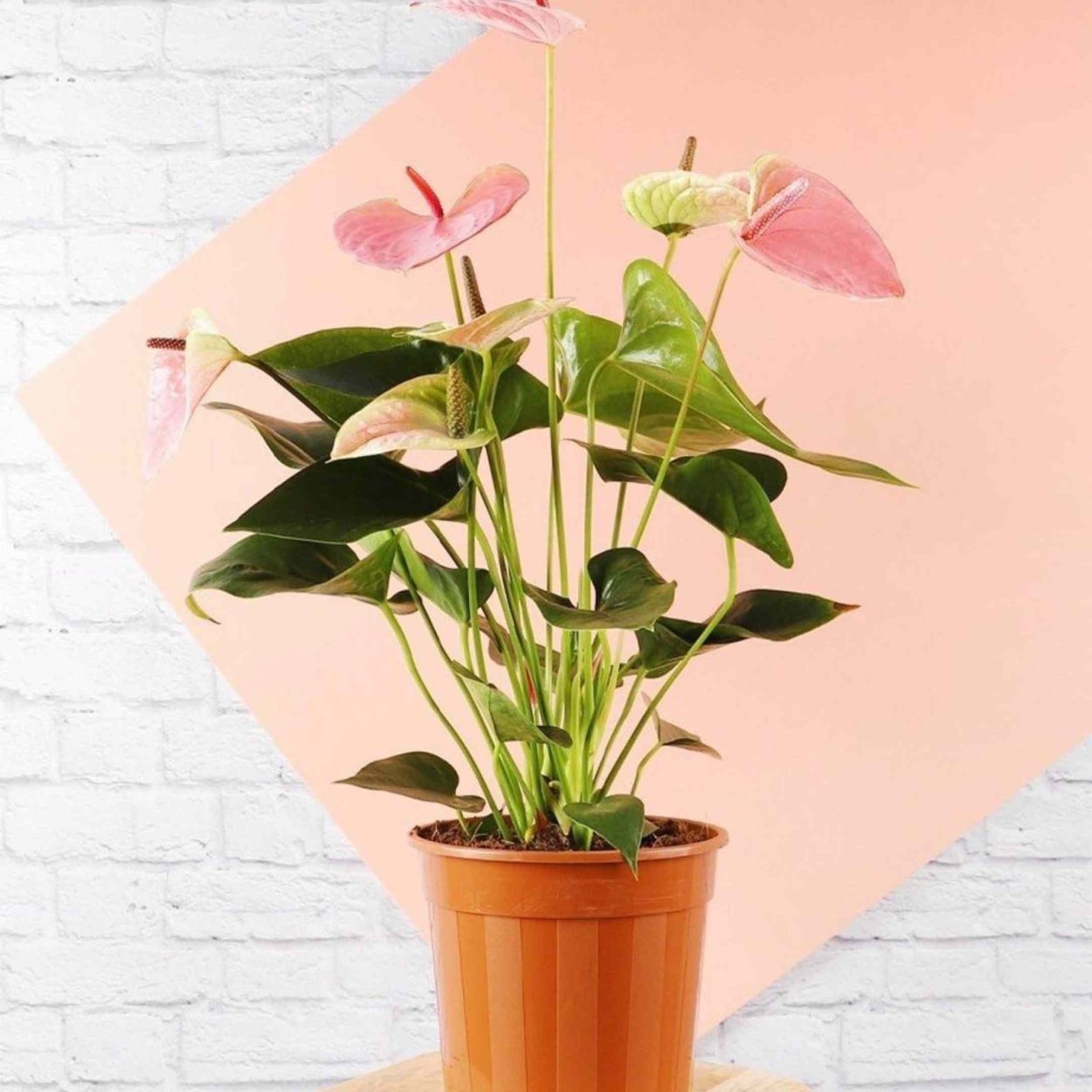 Антуриум Шерцера Фламинго