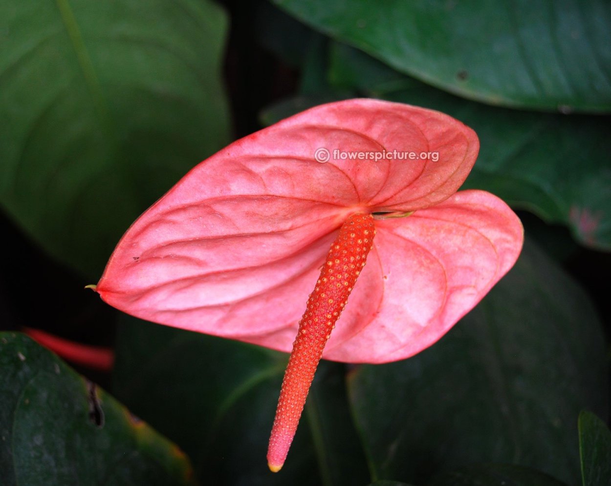 Антуриум ампельный