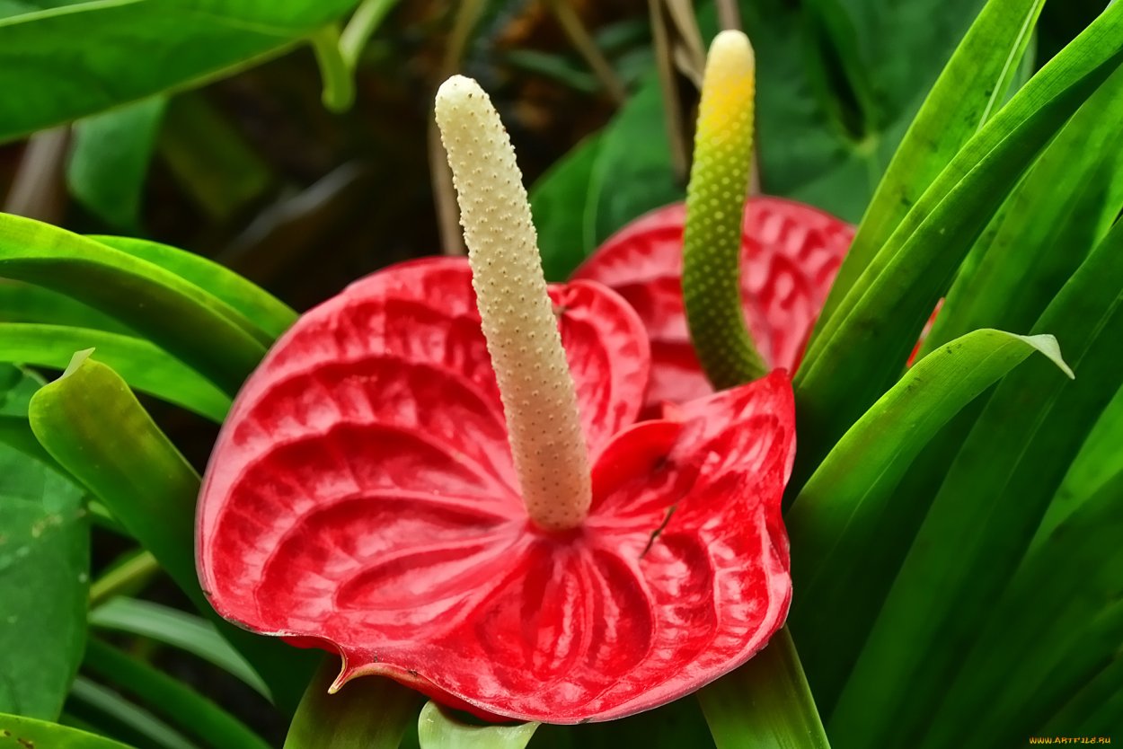 Антуриум Фламинго