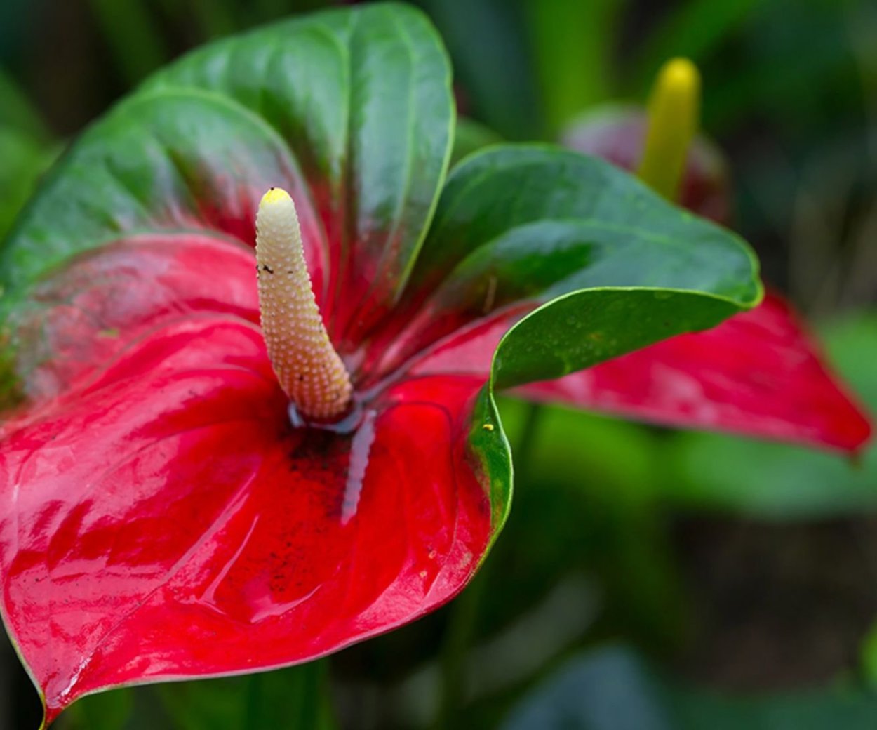 Антуриум Фламинго