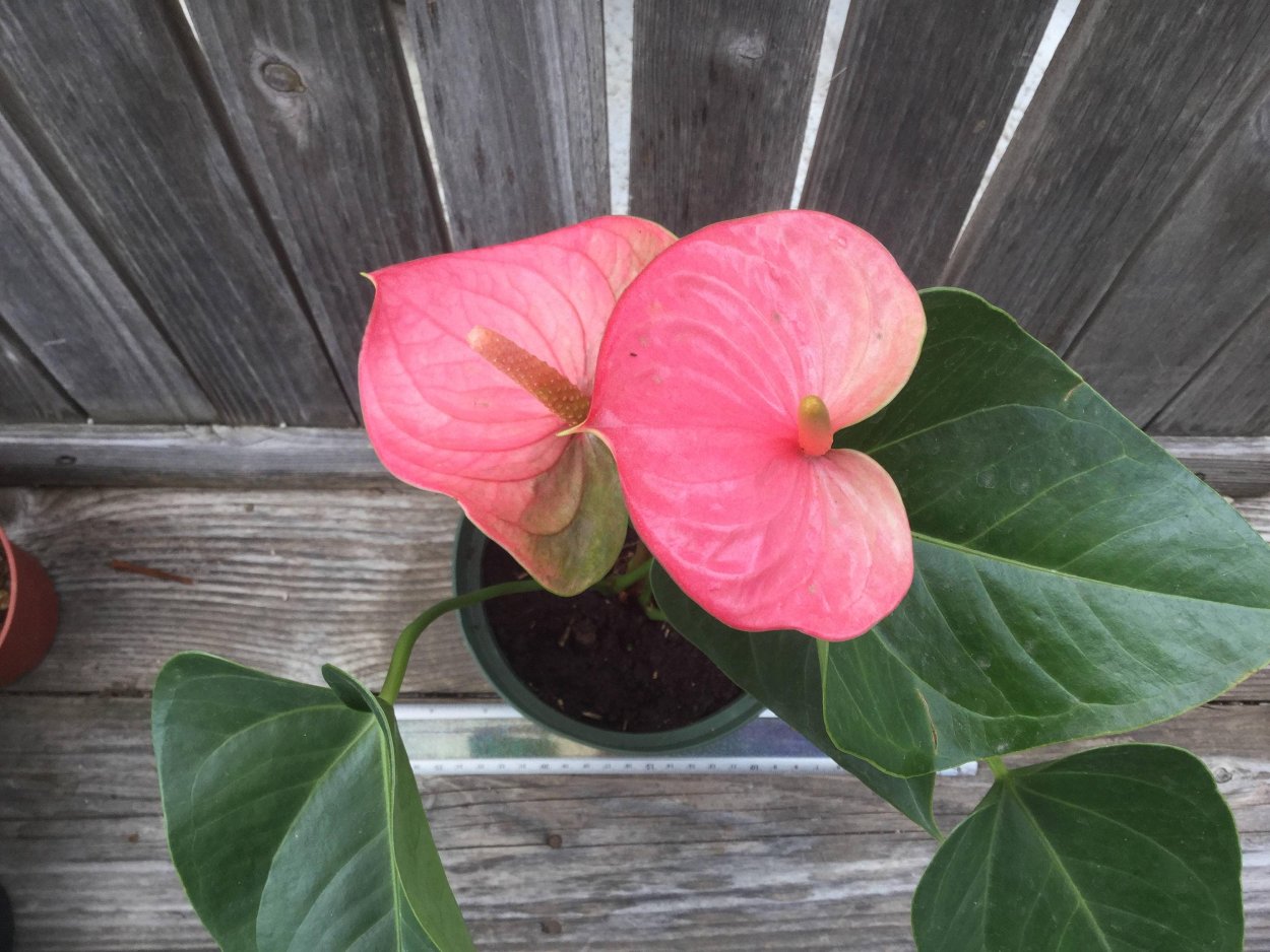 Антуриум Шерцера Гавайи