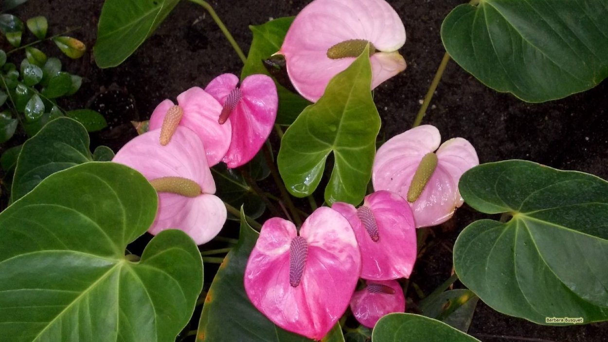 Антуриум Андре Кентукки