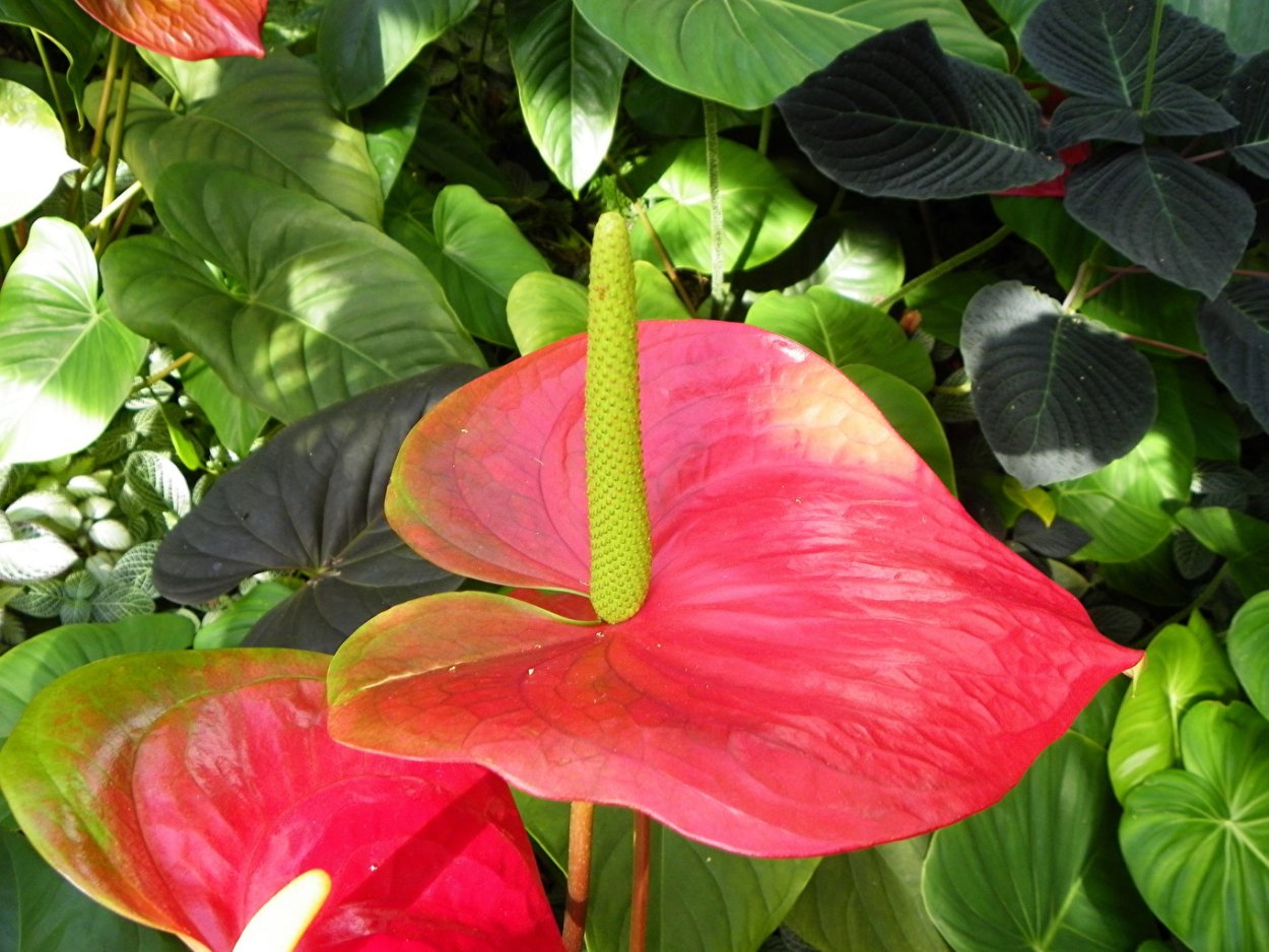 Антуриум Фламинго оранж