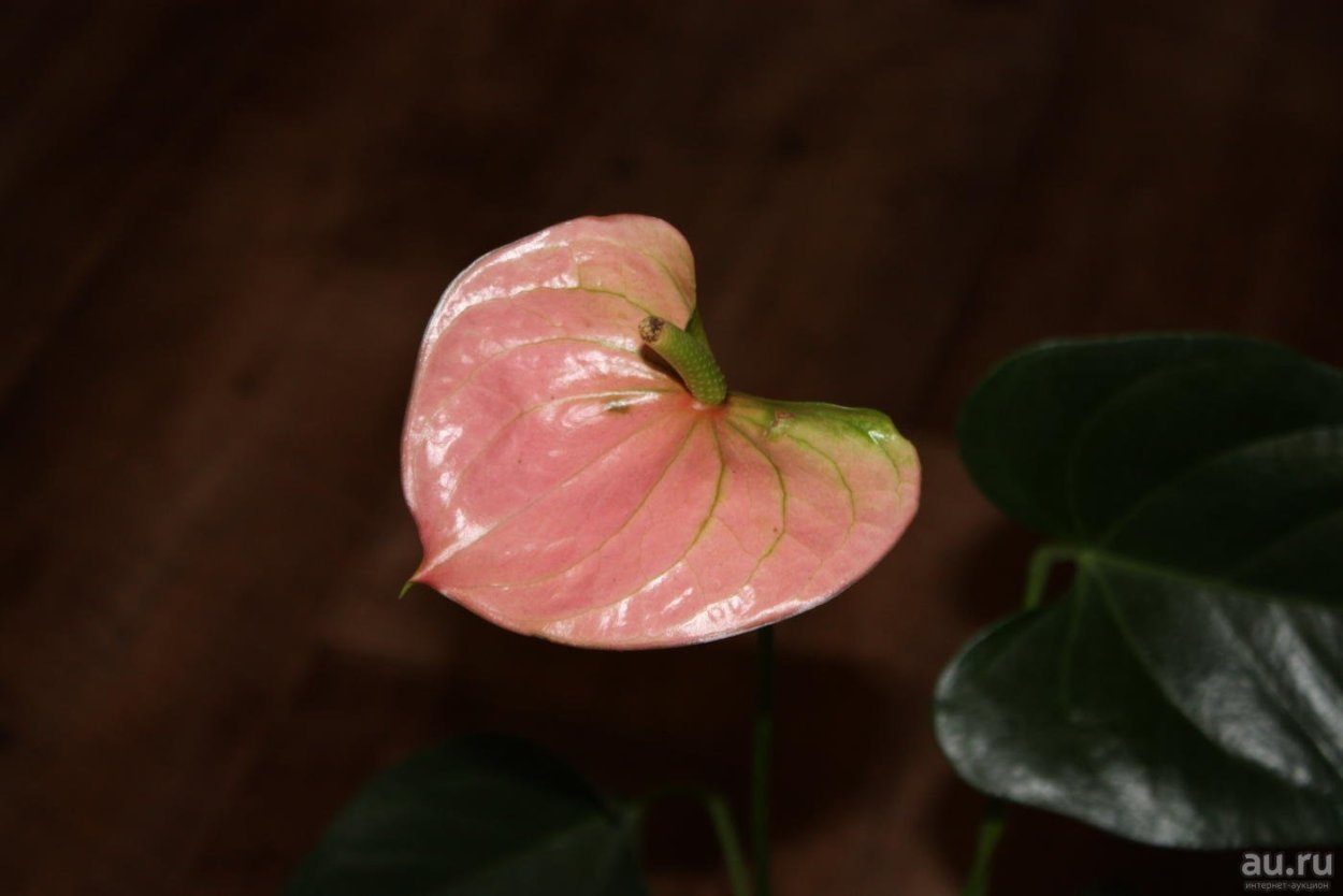 Антуриум Андре